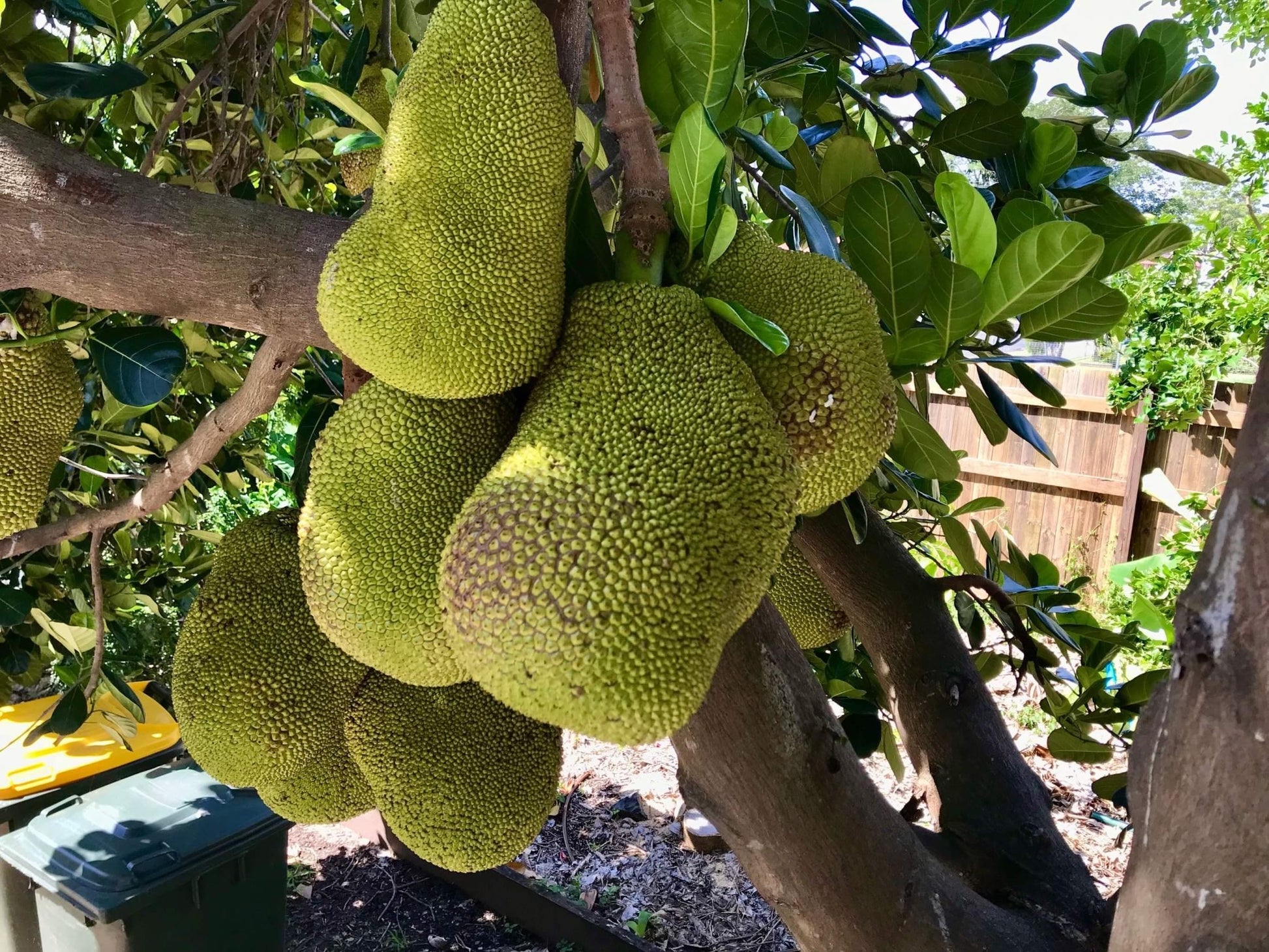 Jakfruit Kyogle Gold