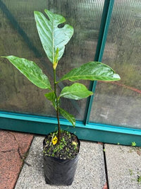 Jakfruit Kyogle Gold - Ladybird Nursery