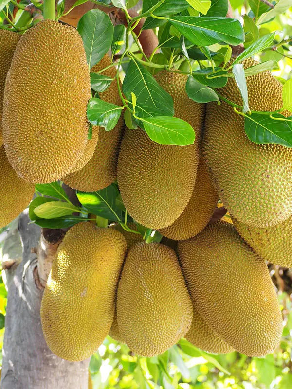 Jakfruit Kyogle Gold