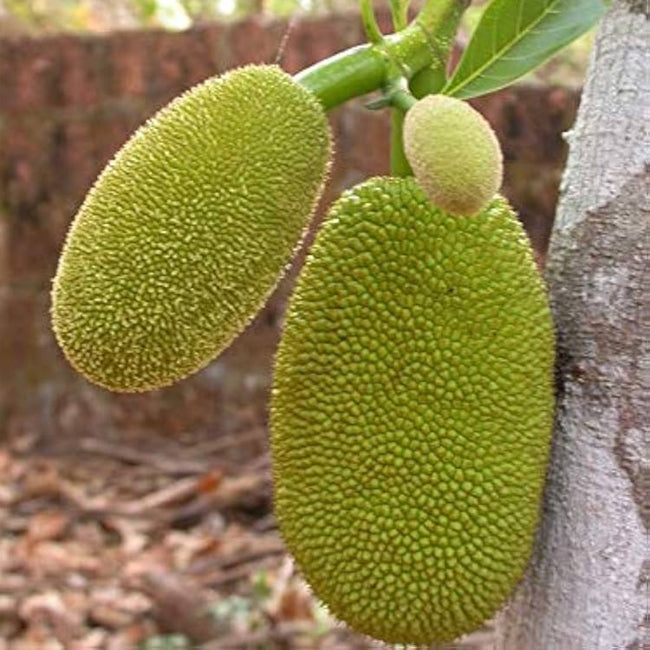 Jakfruit Little Jewel