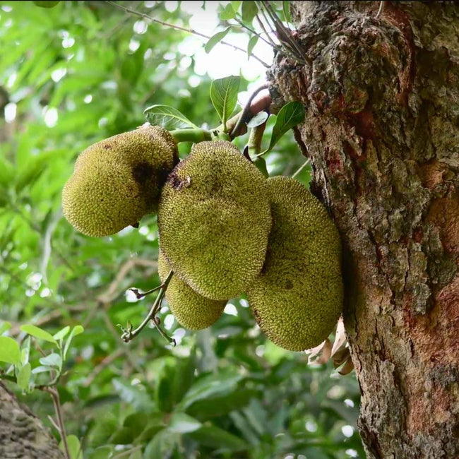 Jakfruit Little Jewel