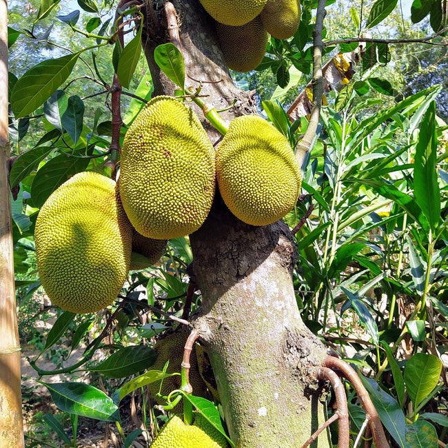 Jakfruit Little Jewel