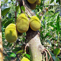 Jakfruit Little Jewel