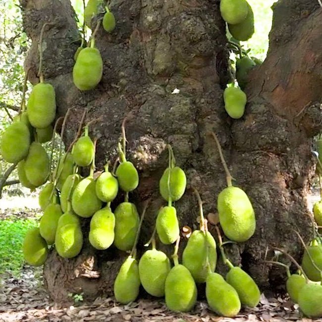 Jackfruit Malay - Ladybird Nursery