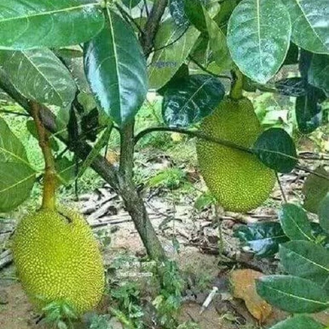 Jackfruit Malay