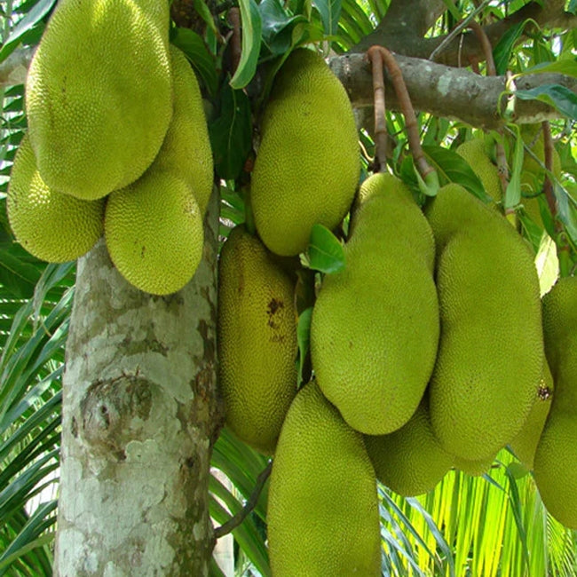 Jackfruit Malay
