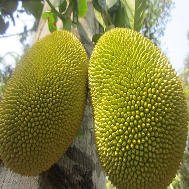 Jackfruit Malay - Ladybird Nursery