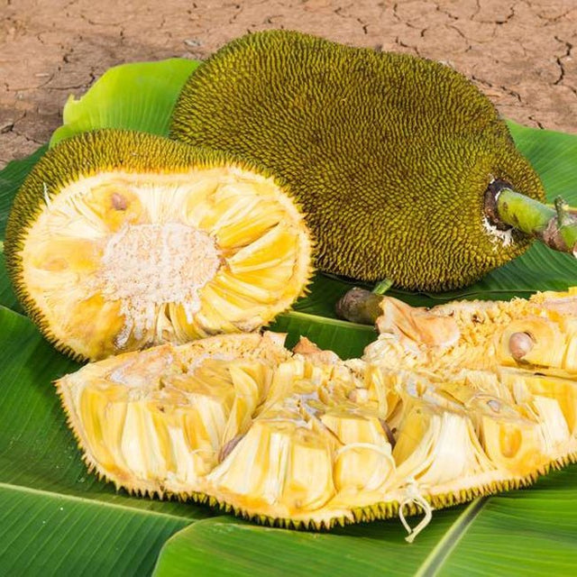 Jakfruit Rajhan Fruit Tree – Buy Now! – Ladybird Nursery