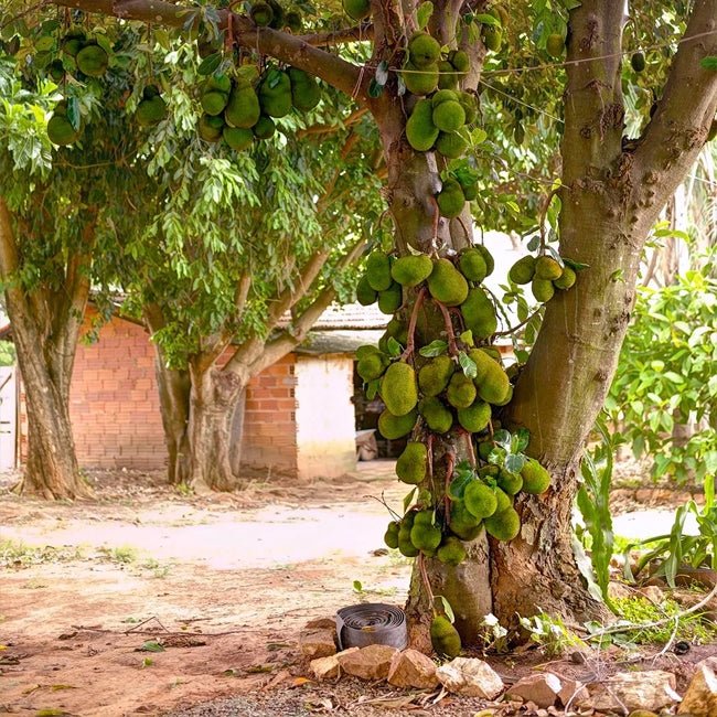 Jackfruit - Ladybird Nursery