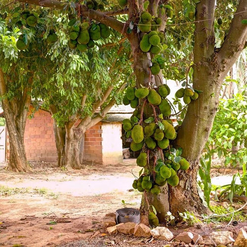 Jackfruit - Ladybird Nursery