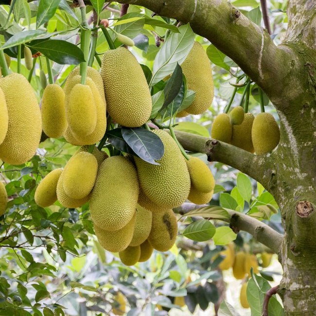 Jackfruit - Ladybird Nursery