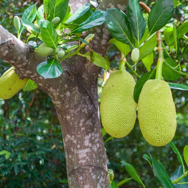 Jackfruit - Ladybird Nursery