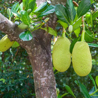 Jackfruit - Ladybird Nursery