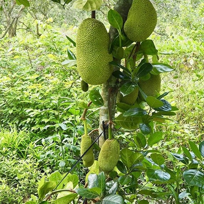 Jackfruit Tweed Crisp - Ladybird Nursery