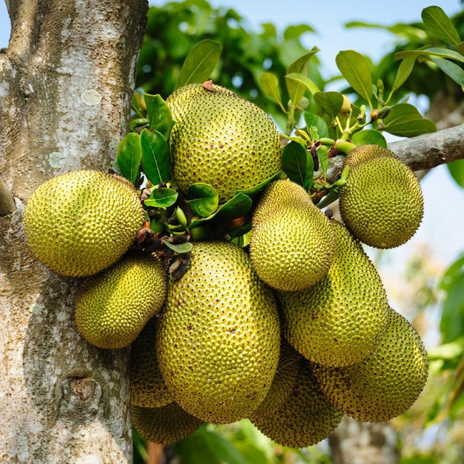 Jakfruit Tyagarah Vanilla