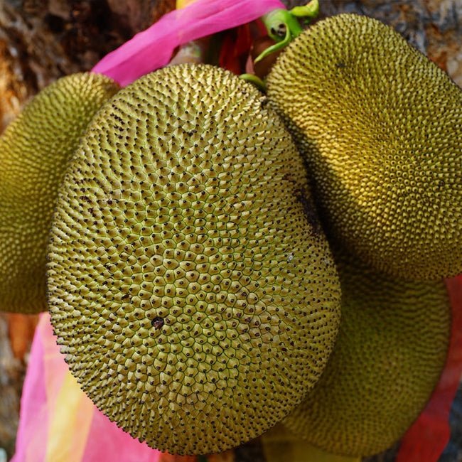 Jakfruit Tyagarah Vanilla - Ladybird Nursery