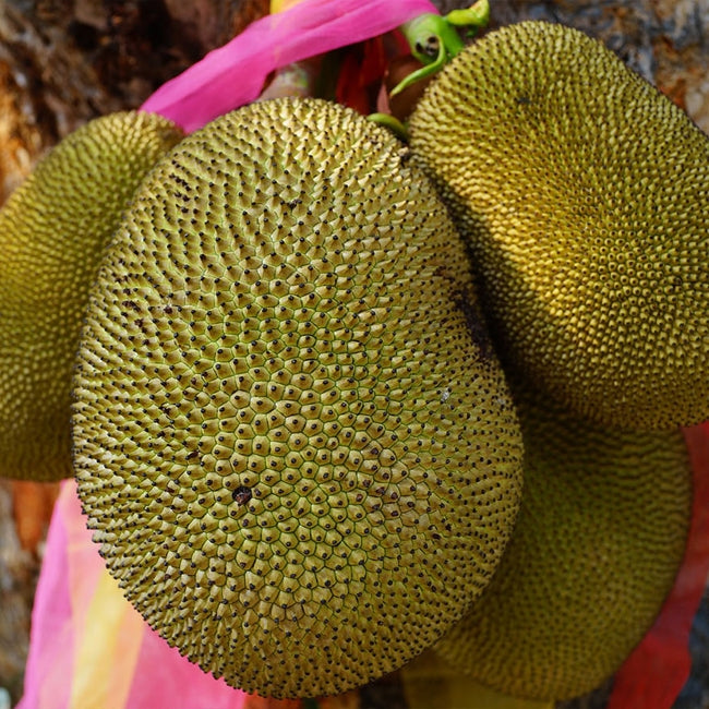 Jakfruit Tyagarah Vanilla
