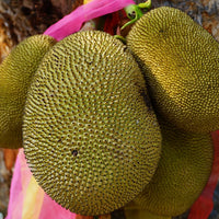 Jakfruit Tyagarah Vanilla