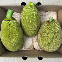 Jakfruit Yullatin - Ladybird Nursery