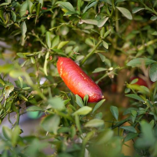 Finger Lime Giant Jali Red (QLD ONLY)