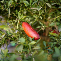 Jali Red Finger Lime 140mm Pot (QLD Only) - Ladybird Nursery