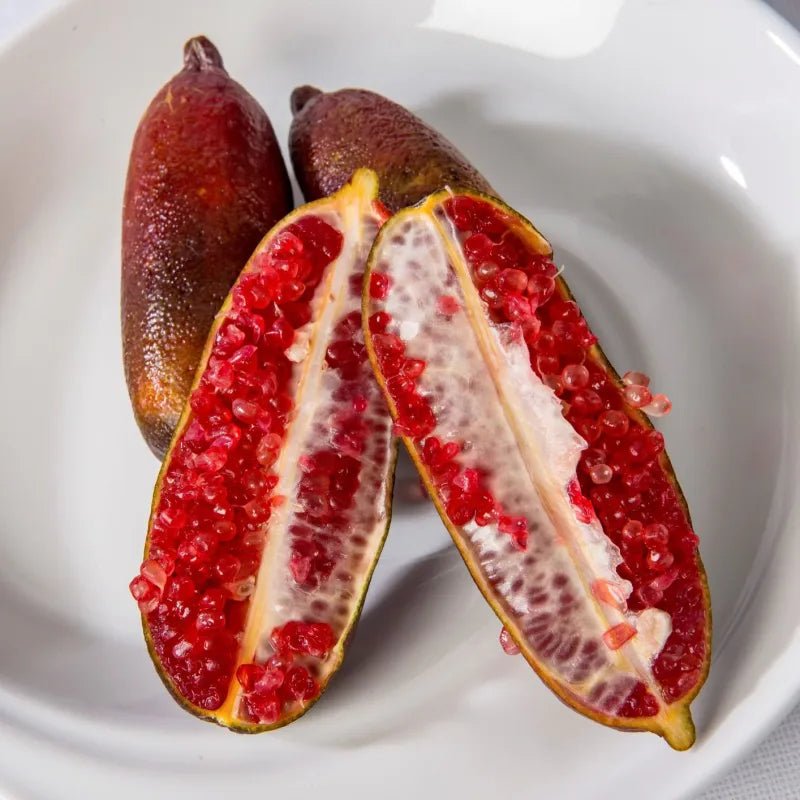 Jali Red Finger Lime 140mm Pot (QLD Only) - Ladybird Nursery