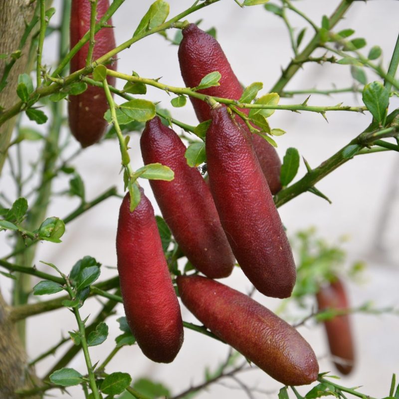 Jali Red Finger Lime 140mm Pot (QLD Only)