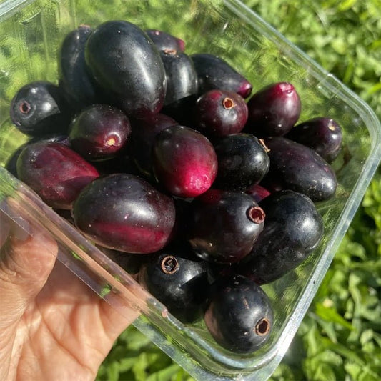 Jambolan Plum - Ladybird Nursery