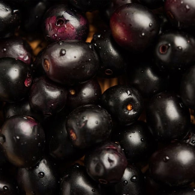 Jambolan Plum - Ladybird Nursery