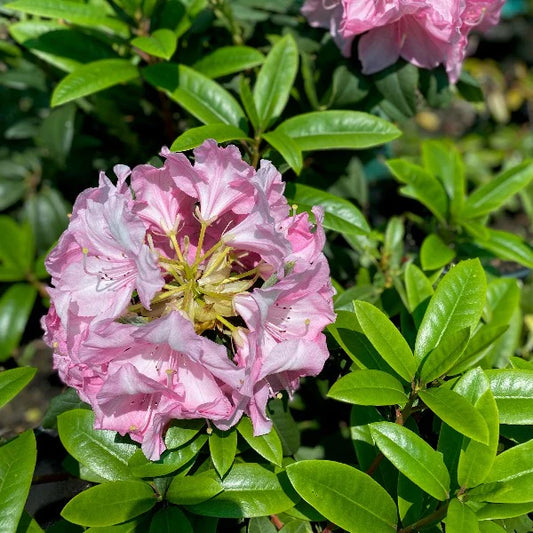 Rhododendron Jeanette Clarke