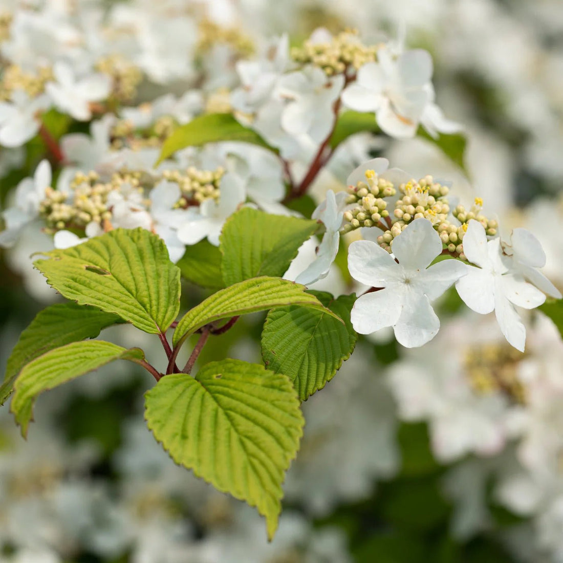 Japanese Snowball tomentosum (Viburnum plicatum) - Ladybird Nursery