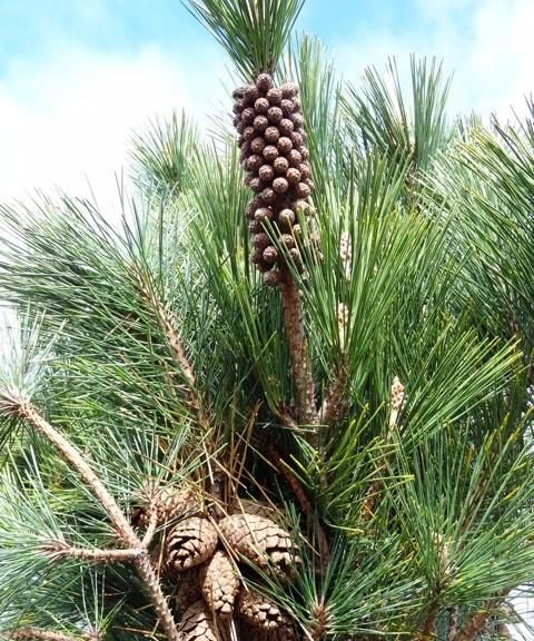 Japanese Black Pine Torafu matsu (Pinus thunbergii) - Ladybird Nursery