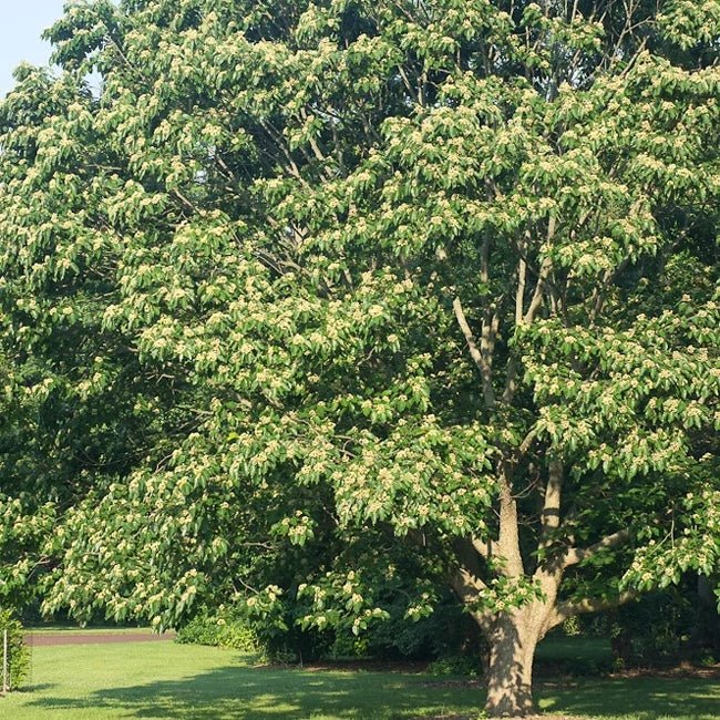 Japanese Raisin - Ladybird Nursery
