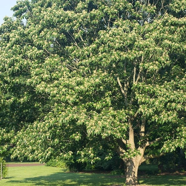 Japanese Raisin Fruit Tree – Buy Now! – Ladybird Nursery