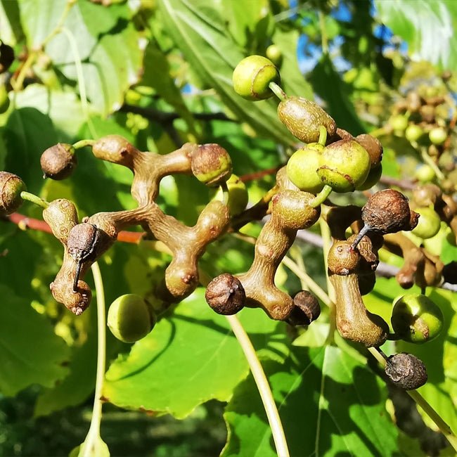 Japanese Raisin Fruit Tree – Buy Now! – Ladybird Nursery