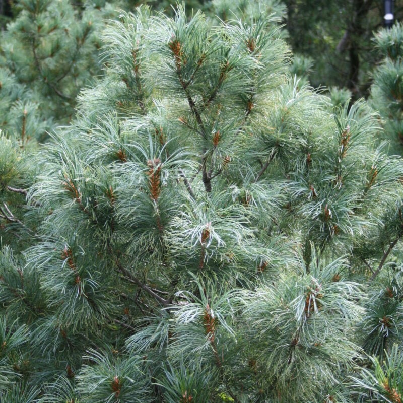 Japanese White Pine Baldwin (Pinus parviflora) - Ladybird Nursery