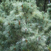 Japanese White Pine Baldwin (Pinus parviflora)