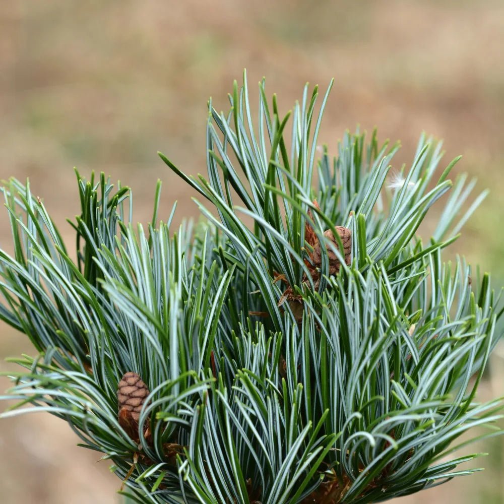 Japanese White Pine Baldwin (Pinus parviflora) - Ladybird Nursery