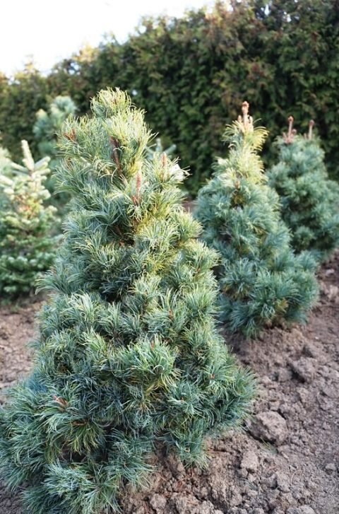 Japanese White Pine Bergman (Pinus parviflora) - Ladybird Nursery