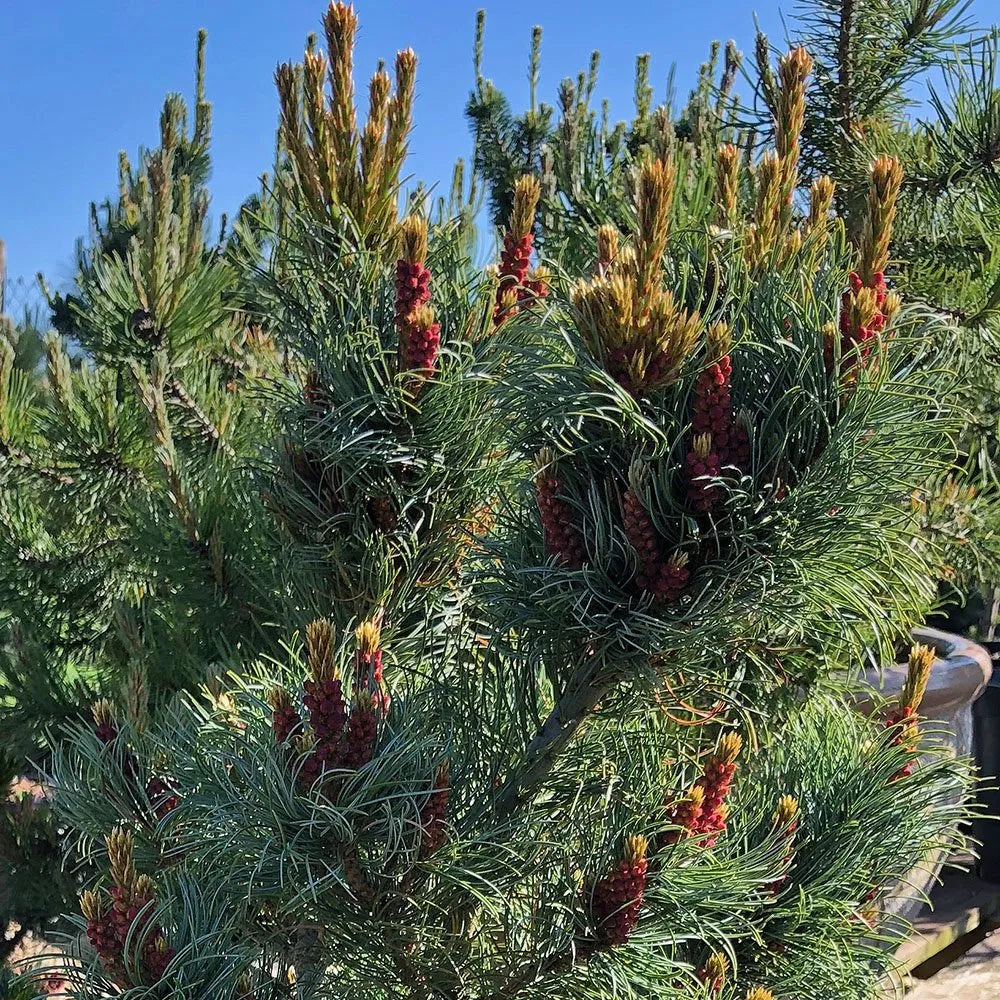 Japanese White Pine Bergman (Pinus parviflora)