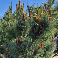 Japanese White Pine Bergman (Pinus parviflora)