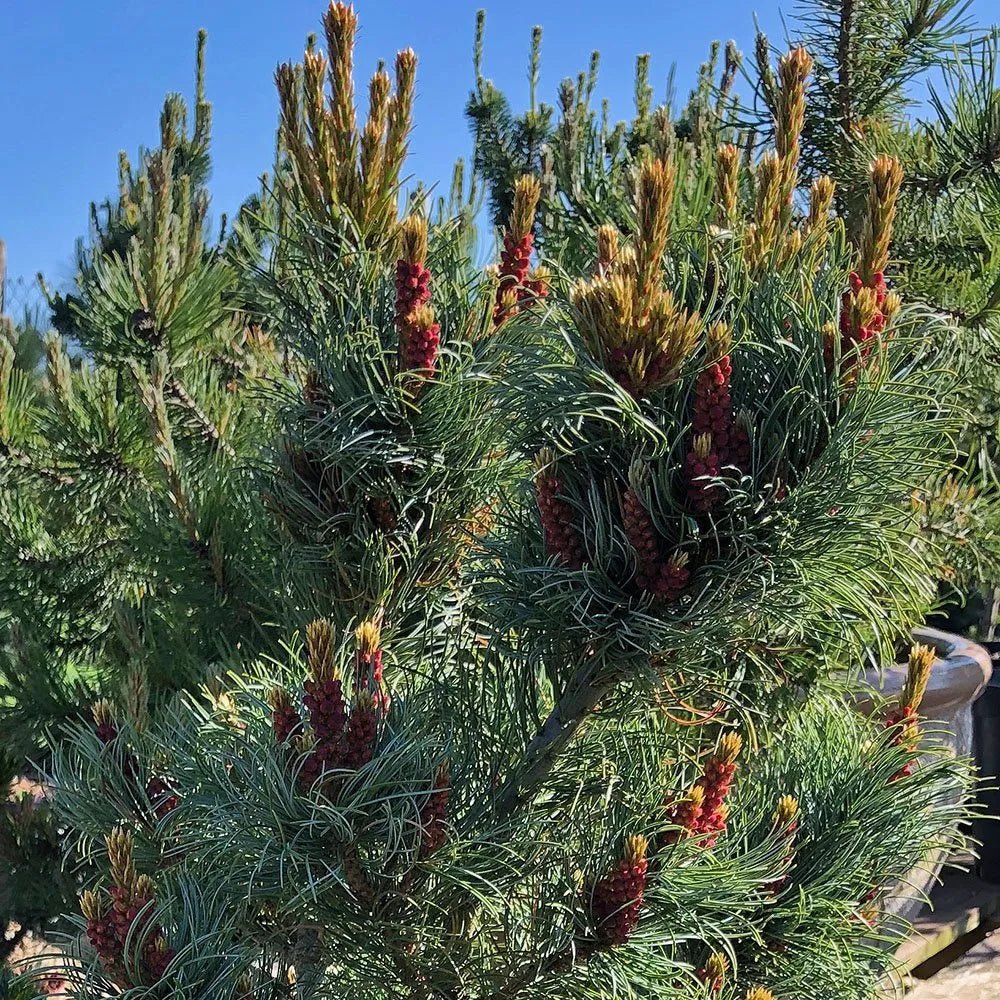 Japanese White Pine Bergman (Pinus parviflora) - Ladybird Nursery