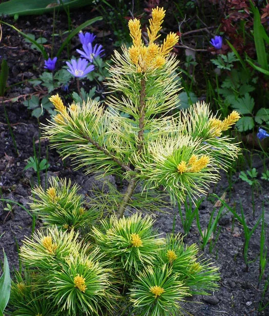 Japanese White Pine Goldilocks (Pinus parviflora)