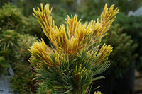 Japanese White Pine Goldilocks (Pinus parviflora)