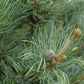 Japanese White Pine Ibo can (Pinus parviflora) - Ladybird Nursery