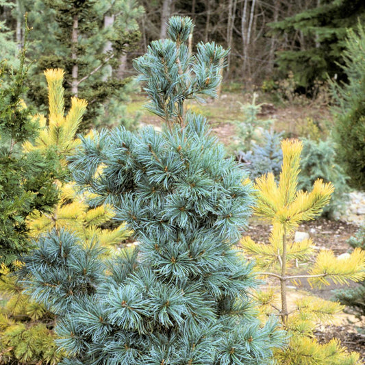 Japanese White Pine ‘Ibo‑can’ (Pinus parviflora)