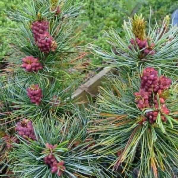 Japanese White Pine ‘Fuku zu mi’ (Pinus parviflora)