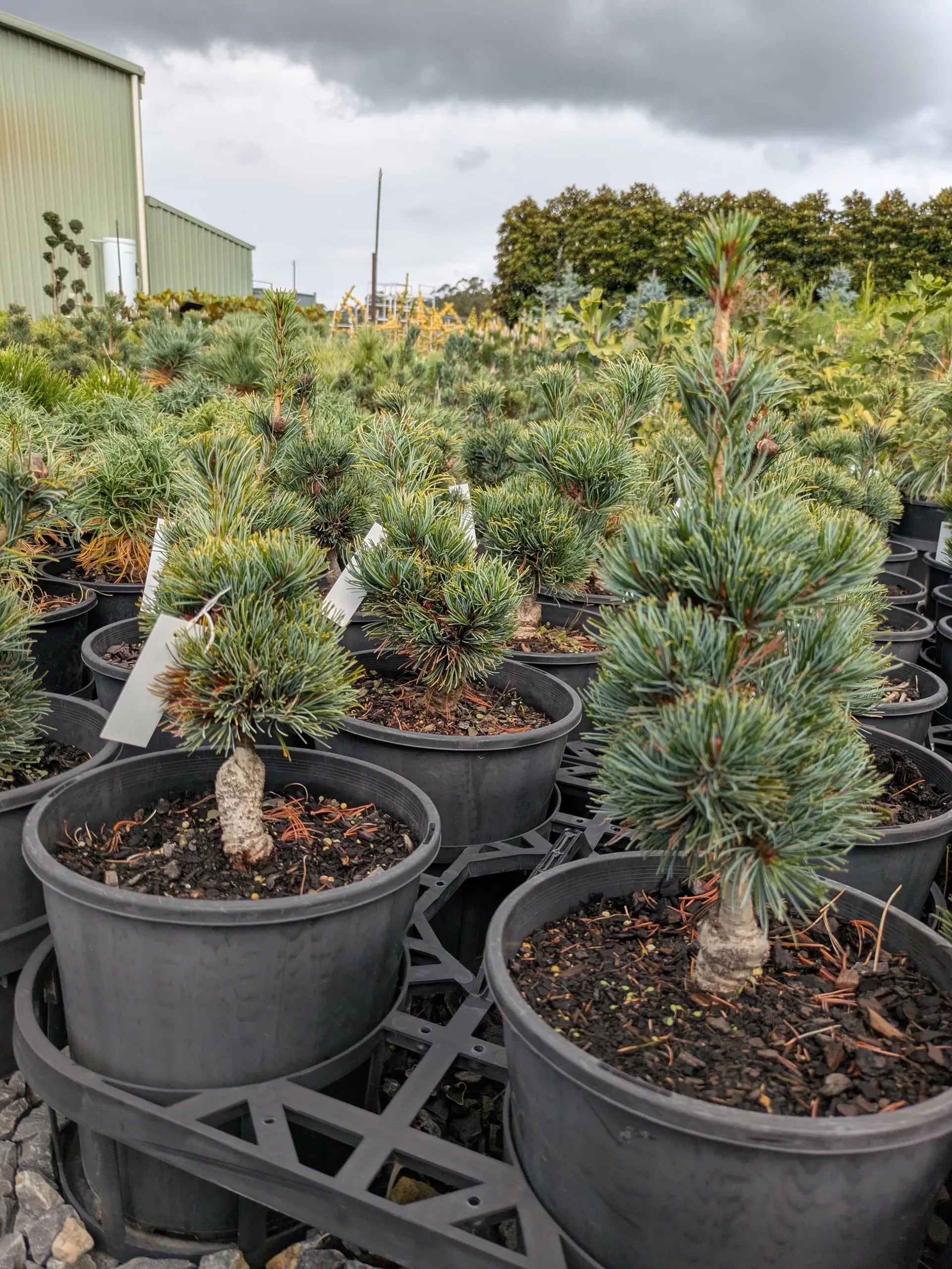 Japanese White Pine ‘Fuku zu mi’ (Pinus parviflora)