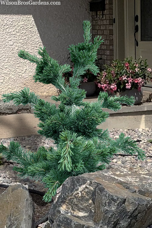 Japanese White Pine ‘Fuku zu mi’ (Pinus parviflora)