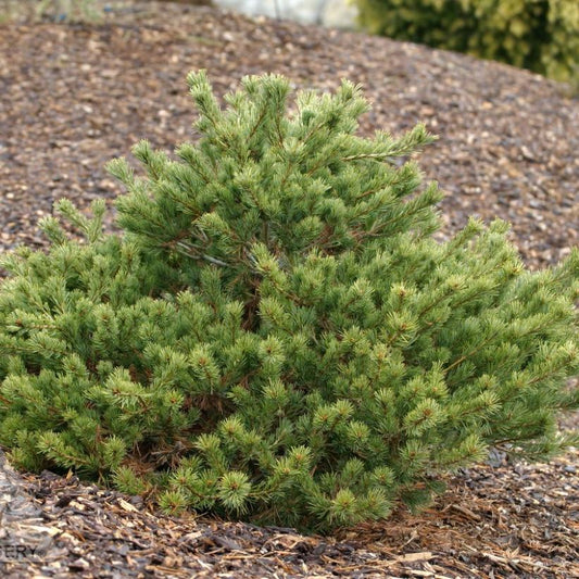 Japanese White Pine ‘Koko-No-E’ (Pinus parviflora)